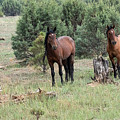 Heber Wild Horses