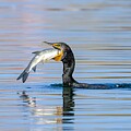 Cormorant