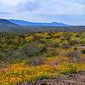 A vibrant field of Wildflowers