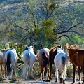 Horse Tale Tails
