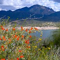 Orange globe mallows along Bartlett Lake Arizona