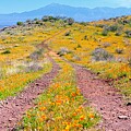 Vibrant Wildflowers in Peridot