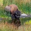 Yellowstone bison quenching his thirst